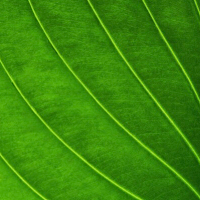 Fermin Lawn Maintenance logo